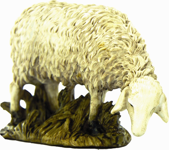 Grazing Sheep