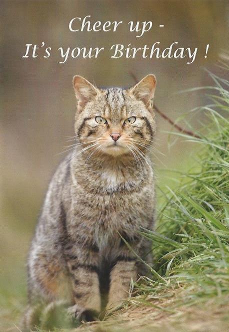 Card - Cheer Up - It's Your Birthday!  536323