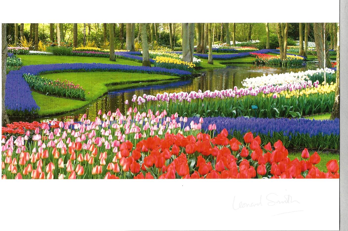 Blank Card - Keukenhof Gardens 534923
