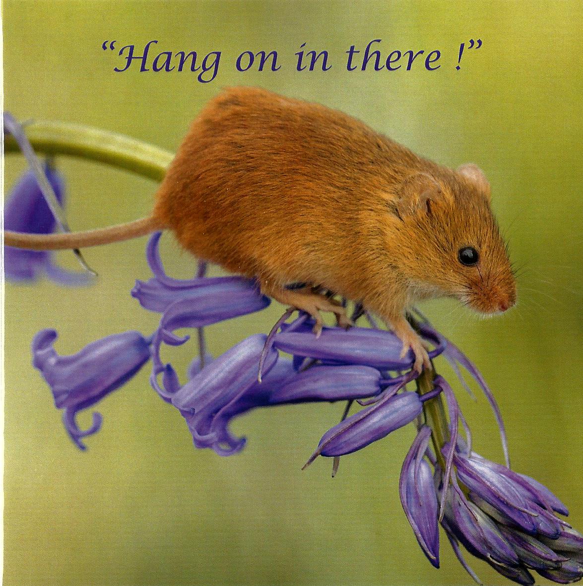 Hang On in There 537461