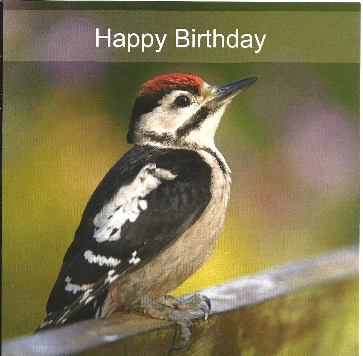 Happy Birthday-Spotted Woodpecker 537389